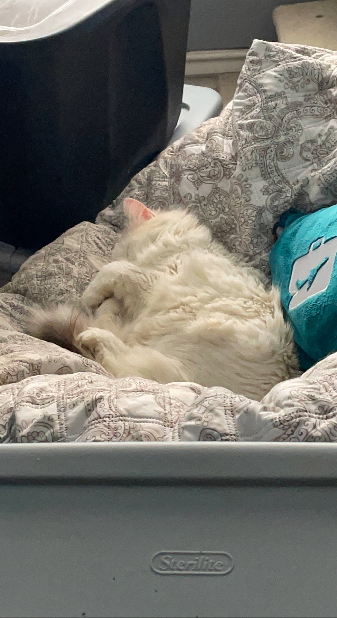 Matilda Beatrice is registered to the contest to win money with this photo: automotive_tire, bed_sheet, bedding, canidae, carnivore, cat, claw, comfort, domestic_short_haired_cat, felidae, fur, grey, linens, nap, room, small_to_medium_sized_cats, sporting_group, tail, whiskers, wool