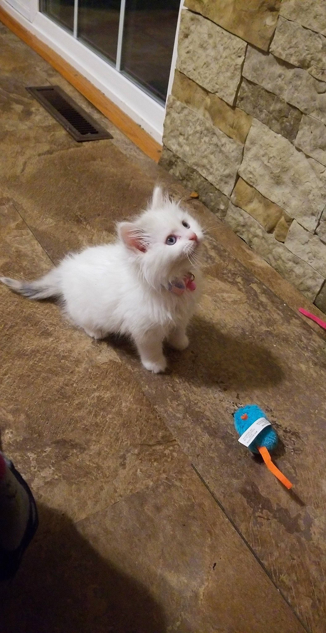 Matilda Beatrice is registered to the contest to win money with this photo: asphalt, canidae, carnivore, cat, companion_dog, cone, dog_breed, fawn, felidae, flooring, fur, paw, road_surface, sitting, small_to_medium_sized_cats, snout, soil, tail, whiskers, wood