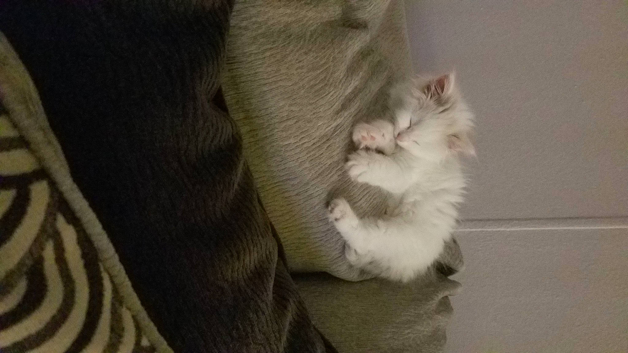 Matilda Beatrice joined the competition — help win amazing prizes! canidae, carnivore, cat, claw, comfort, dog_breed, domestic_short_haired_cat, eye, fawn, felidae, fur, gesture, grey, paw, small_to_medium_sized_cats, snout, tail, whiskers