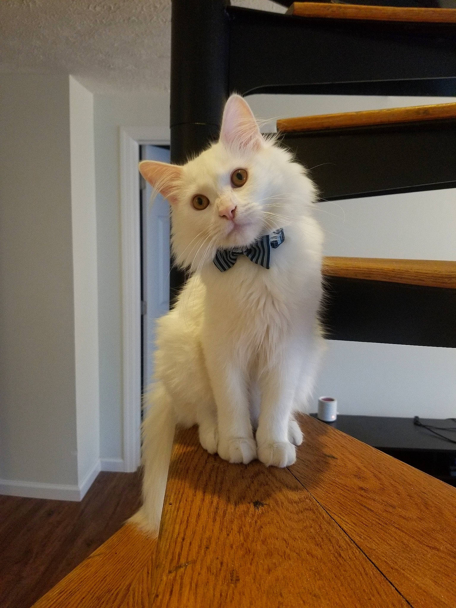 Linen is registered to the contest to win money with this photo: carnivore, cat, domestic_long_haired_cat, fawn, felidae, fur, hardwood, khao_manee, kitten, mammal, norwegian_forest_cat, ojos_azules, persian, person, ragamuffin, small_to_medium_sized_cats, tail, turkish_angora, turkish_van, whiskers