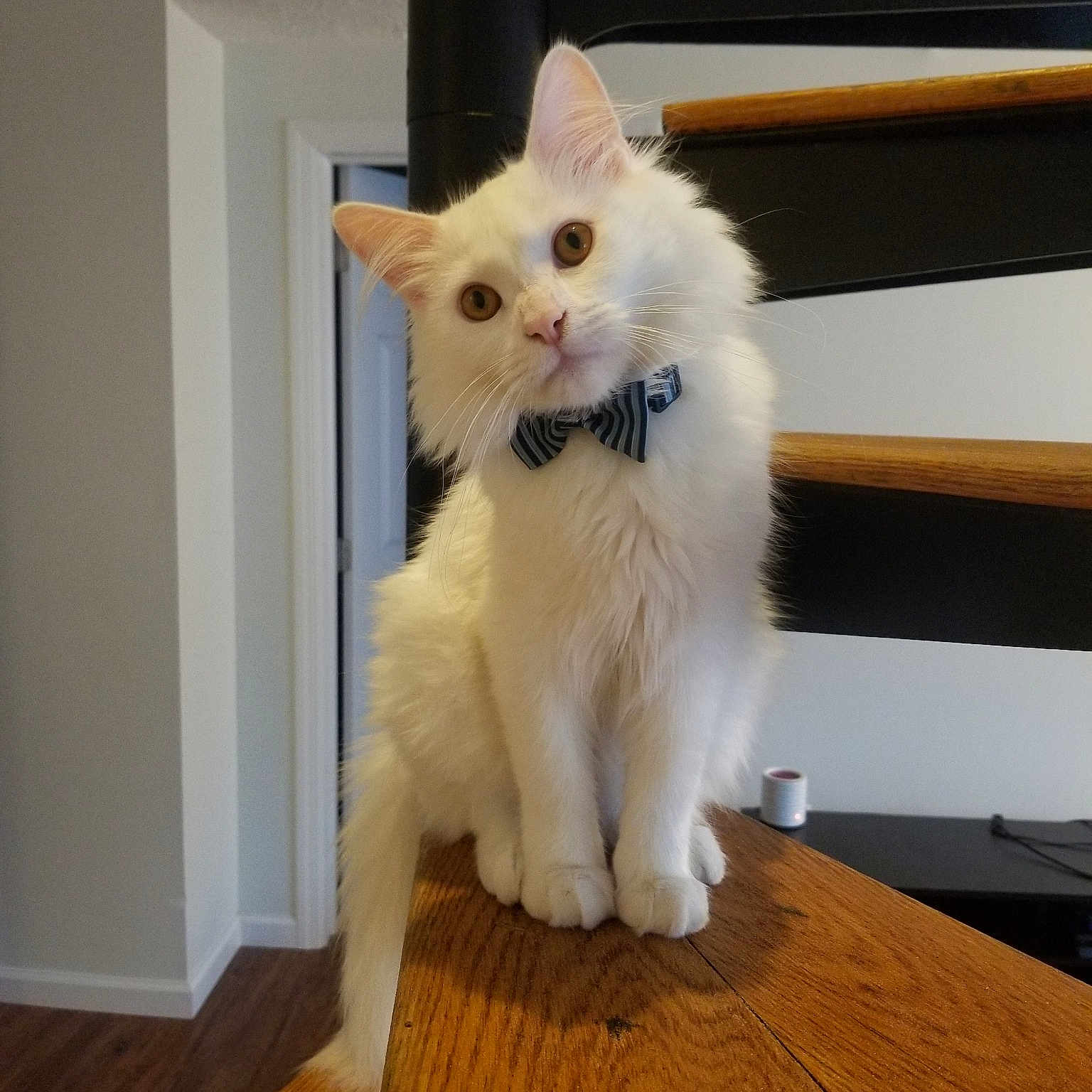 Linen is registered to the contest to win money with this photo: carnivore, cat, domestic_long_haired_cat, fawn, felidae, fur, hardwood, khao_manee, kitten, mammal, norwegian_forest_cat, ojos_azules, persian, person, ragamuffin, small_to_medium_sized_cats, tail, turkish_angora, turkish_van, whiskers