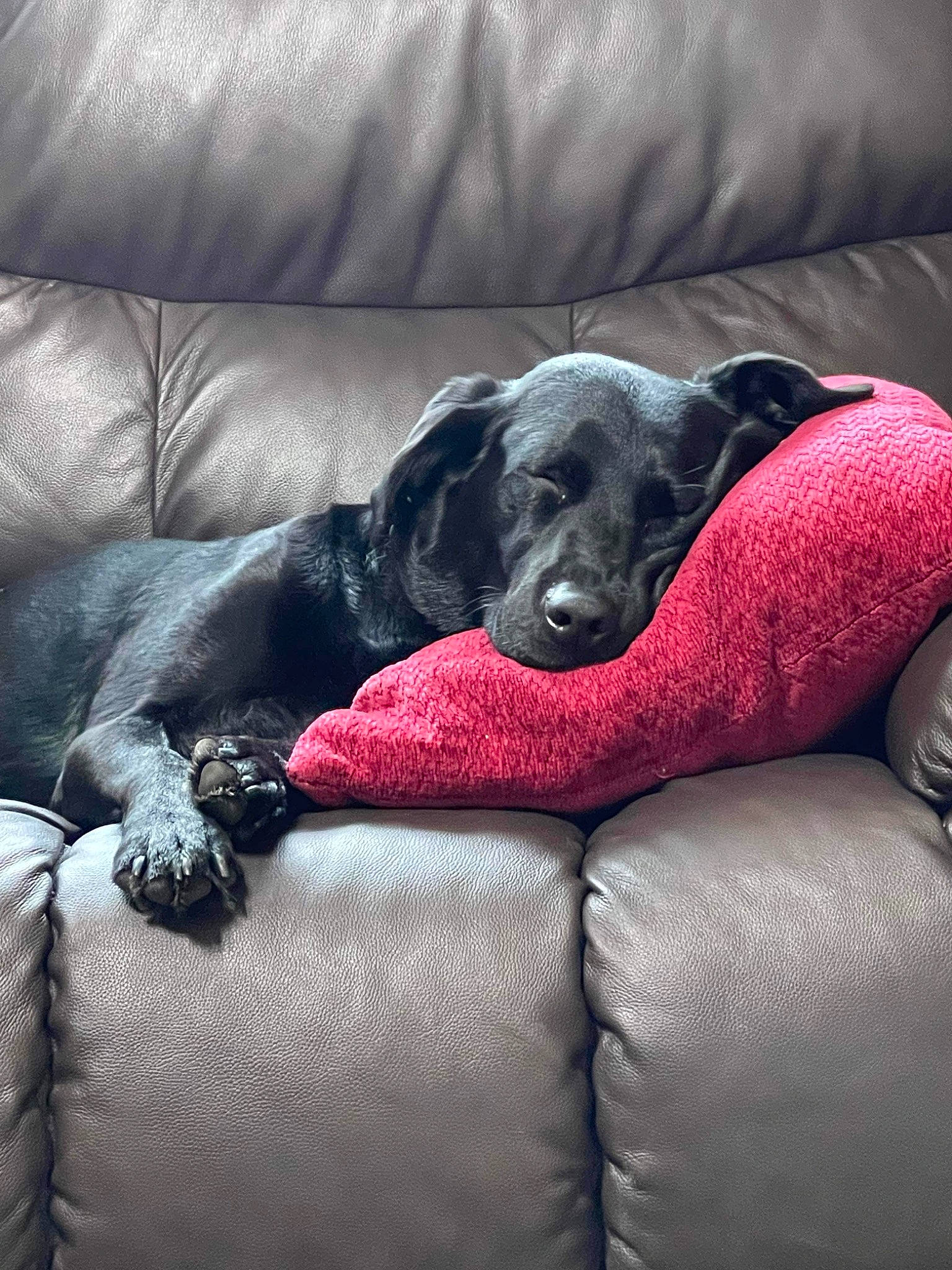 Shadow is registered to the contest to win money with this photo: borador, carmine, carnivore, comfort, companion_dog, couch, dog, dog_breed, fur, grey, guard_dog, gun_dog, linens, magenta, non_sporting_group, sporting_group, tints_and_shades, working_animal