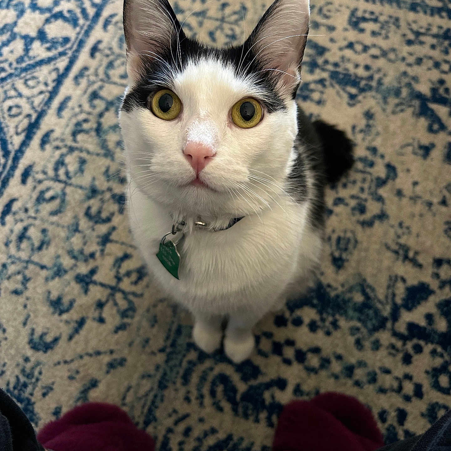 Jack joined the competition — help win amazing prizes! abyssinian, accessories, animal, cat, clothing, face, footwear, head, hosiery, kitten, manx, pants, person, pet, photography, plush, portrait, shoe, strap, toy