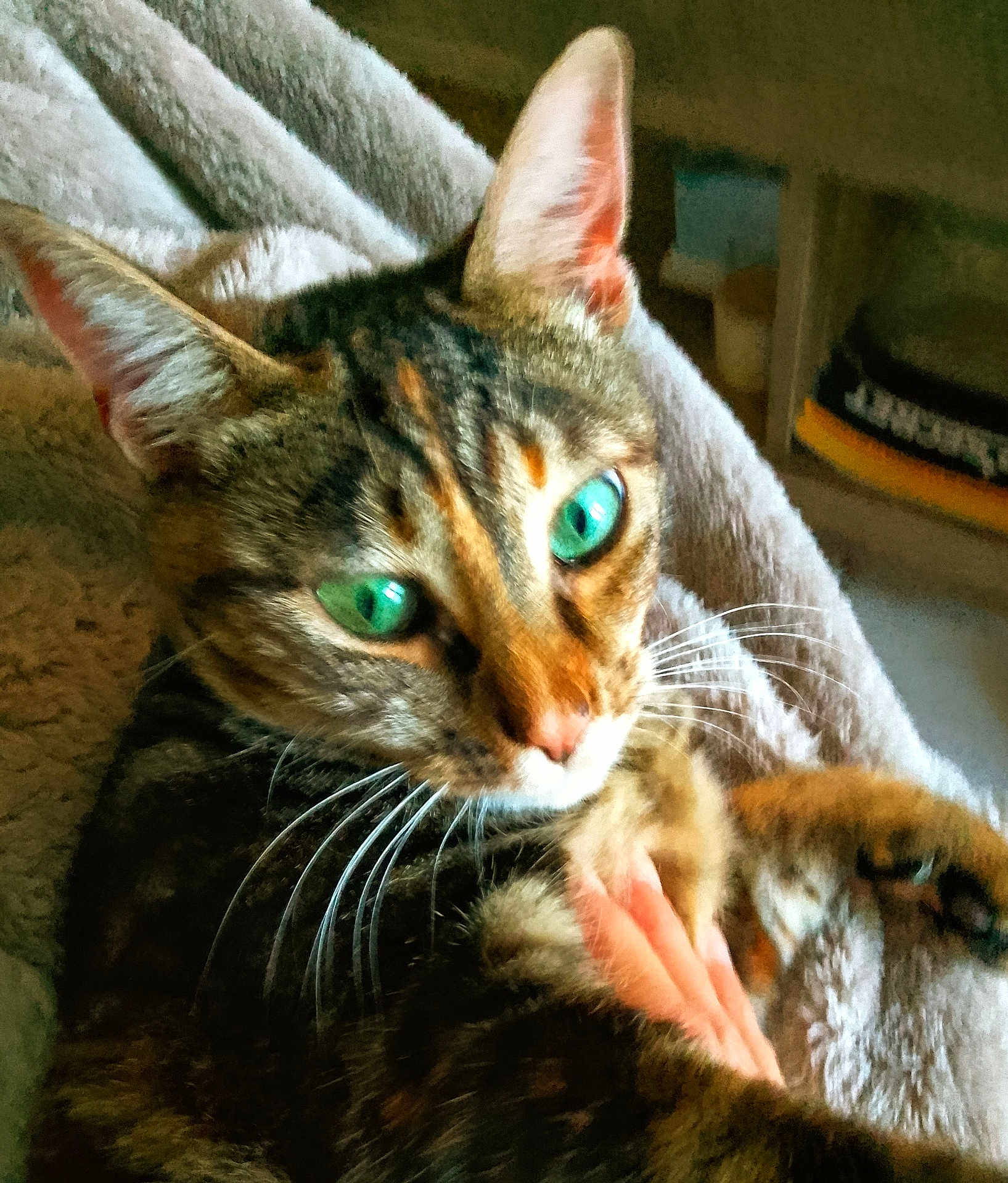 Mona participe au concours pour gagner de l'argent avec cette photo : cat, tabby, green_eyes, whiskers, ear, fur, pet, blanket, hand, indoor, cozy, relaxed, animal, closeup, mammal, feline, comfort, resting, soft, domestic