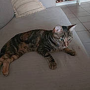 Mona participe au concours pour gagner de l'argent avec cette photo : cat, tabby_cat, couch, pillow, furniture, living_room, floor_tiles, pet, animal, indoor, relaxed, alert, fur, whiskers, ears, eyes, home, cozy, resting, curious