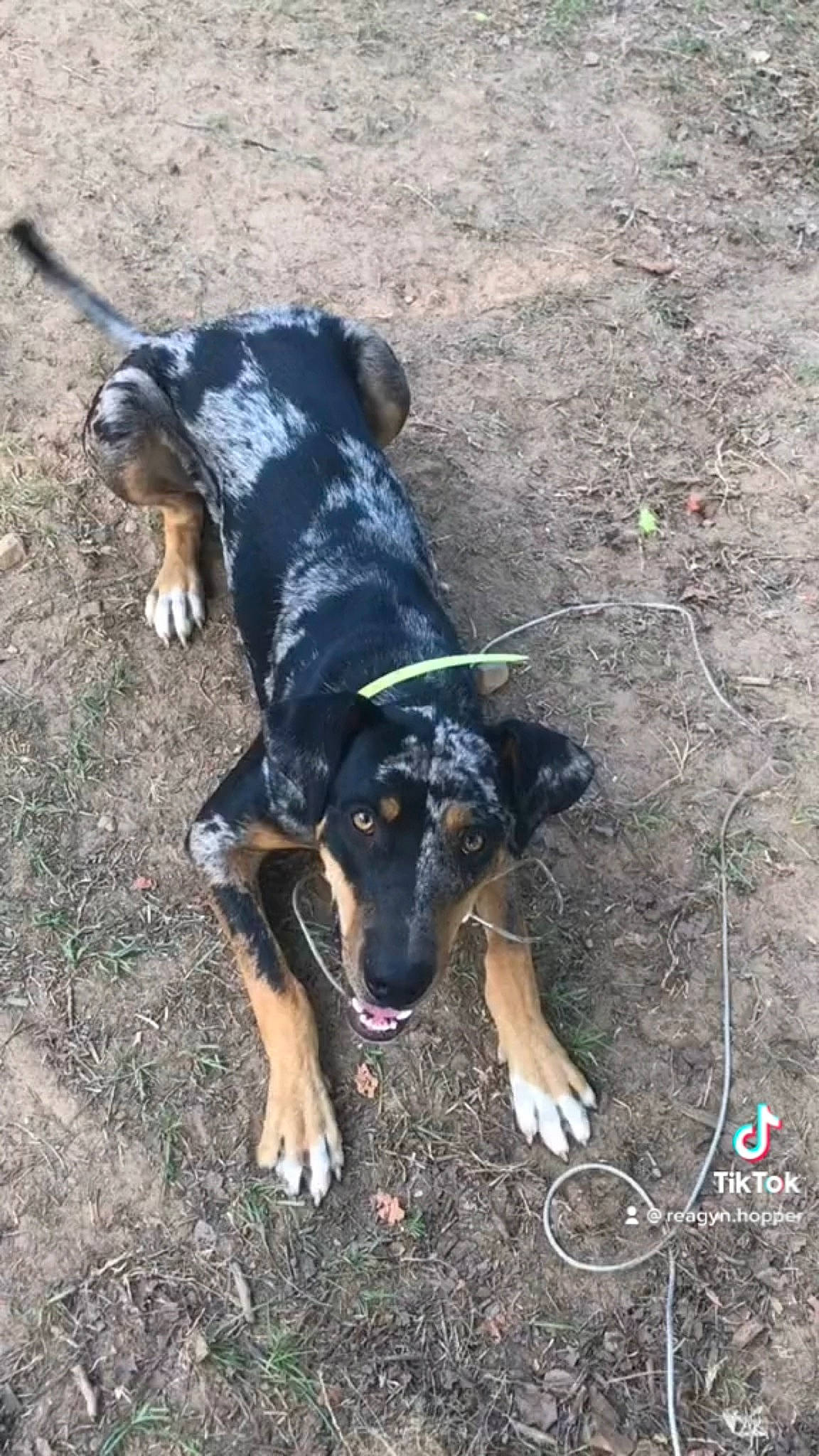 Arrow Lee joined the competition — help win amazing prizes! canidae, carnivore, companion_dog, dog, dog_breed, fawn, grass, guard_dog, hunting_dog, plant, snout, soil, sporting_group, tail, terrestrial_animal, working_animal, working_dog