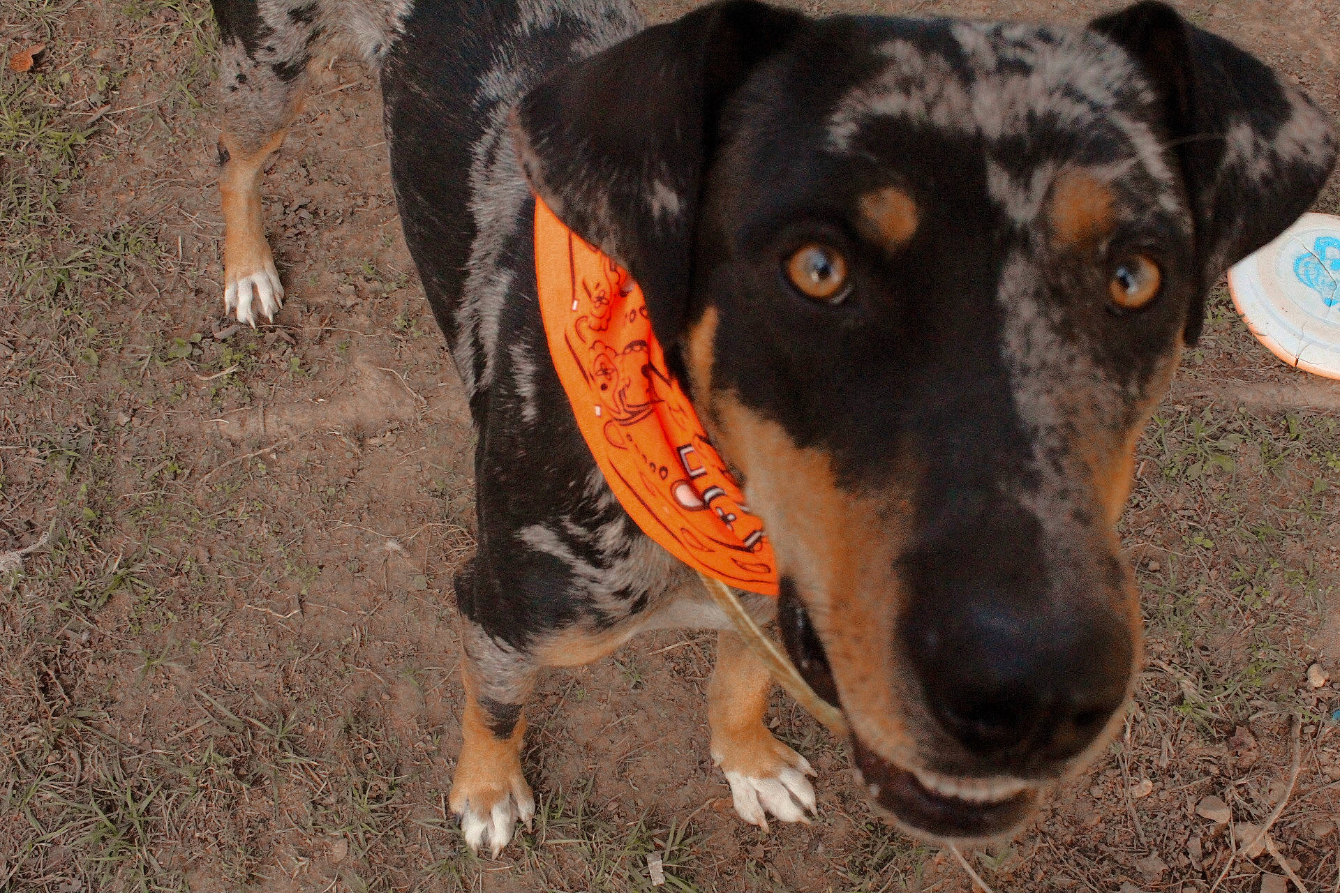 Arrow Lee is registered to the contest to win money with this photo: borador, canidae, carnivore, companion_dog, dog, dog_breed, guard_dog, herding_dog, hunting_dog, plant, snout, soil, sporting_group, terrestrial_animal, whiskers, working_animal, working_dog