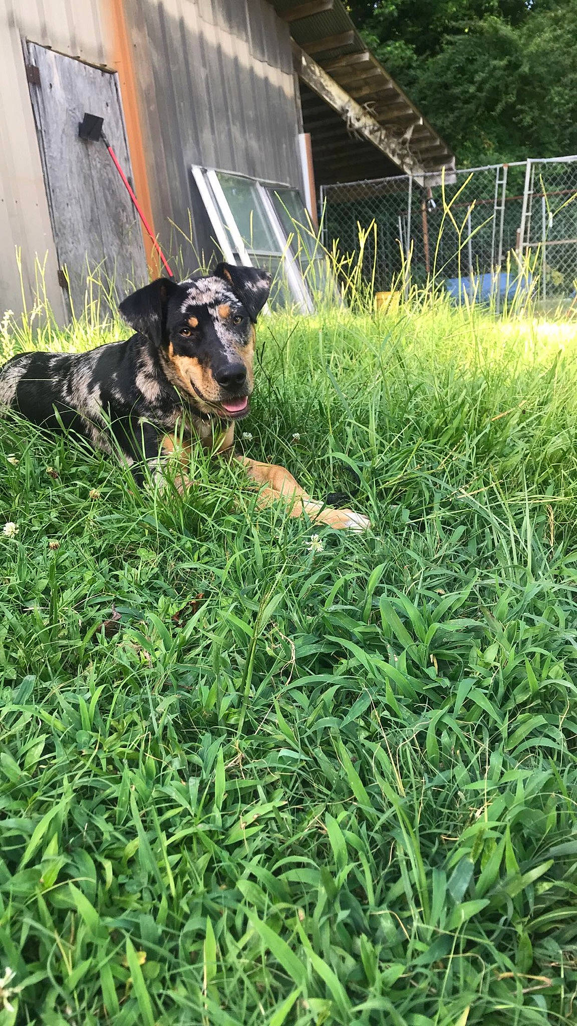 Arrow Lee joined the competition — help win amazing prizes! carnivore, collar, companion_dog, dog, dog_breed, fawn, grass, grass_family, grassland, groundcover, lawn, meadow, people_in_nature, personal_protective_equipment, plant, shrub, snout, sporting_group, tail, working_animal