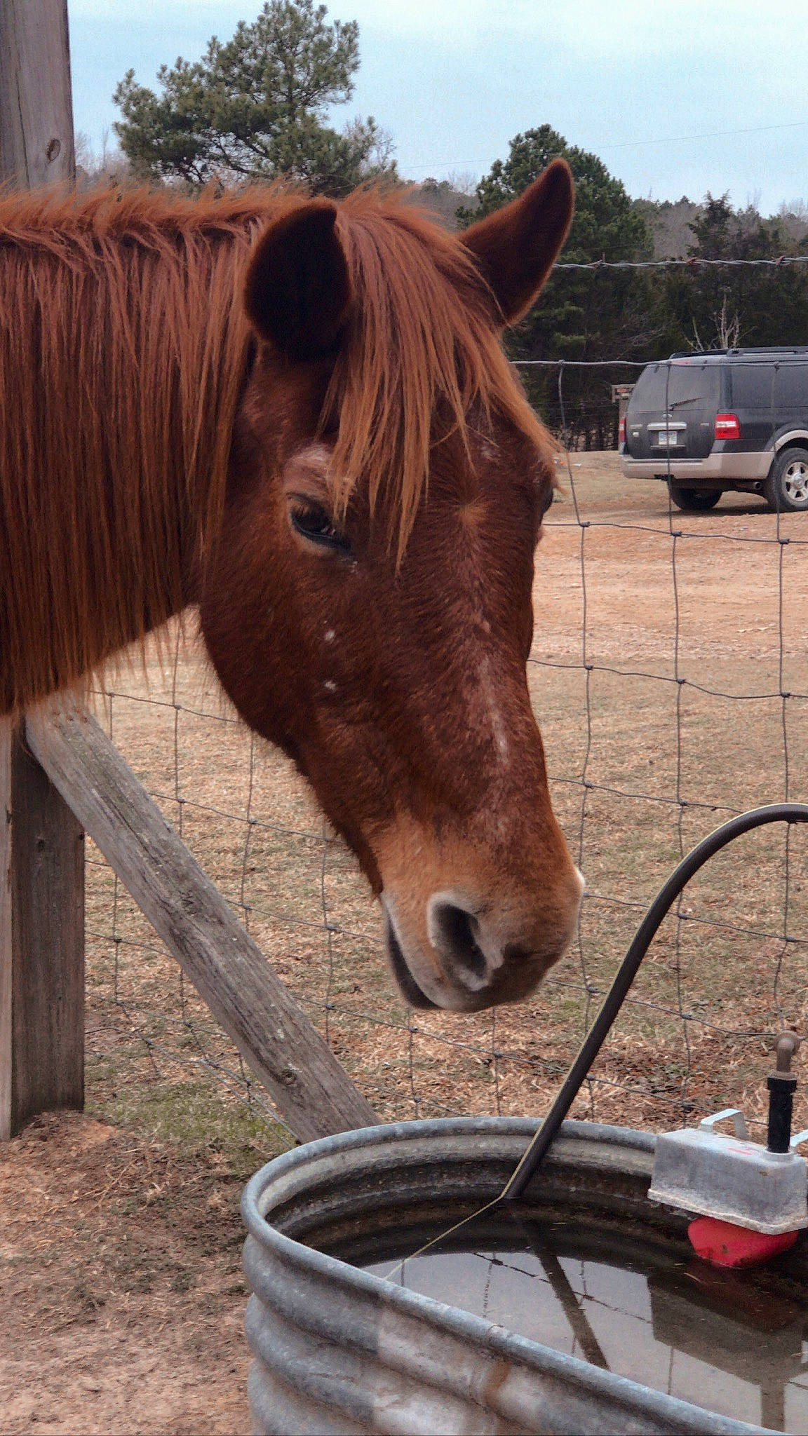 Blossom is registered to the contest to win money with this photo: automotive_tire, bit, bridle, gas, horse, horse_supplies, horse_tack, liver, mane, pack_animal, rein, sky, sorrel, stable, tire, tree, vehicle, wheel, wood, working_animal