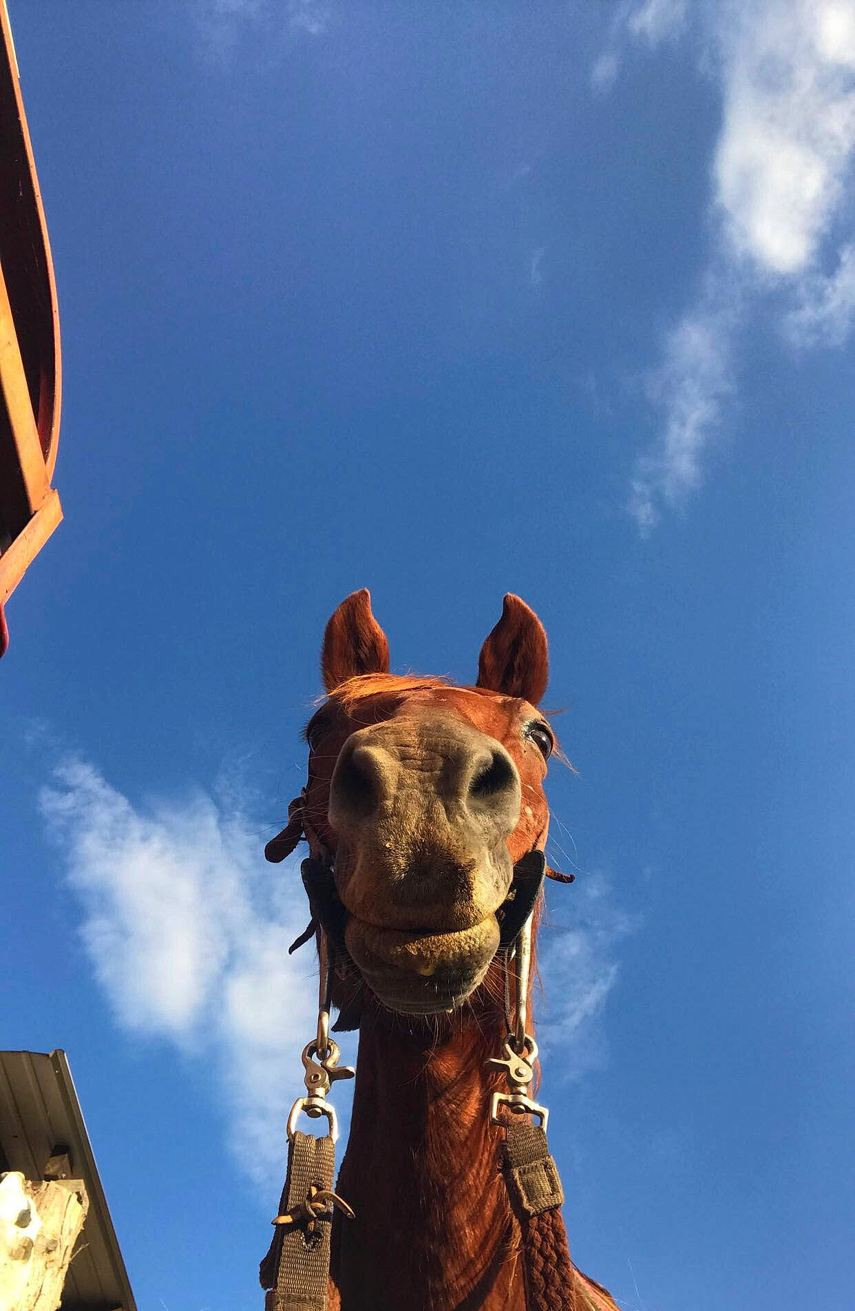 Blossom is registered to the contest to win money with this photo: art, blue, building, cloud, cumulus, dog_breed, fawn, hat, livestock, metal, monument, palm_tree, roof, sculpture, sky, snout, terrestrial_animal, window, wood, working_animal