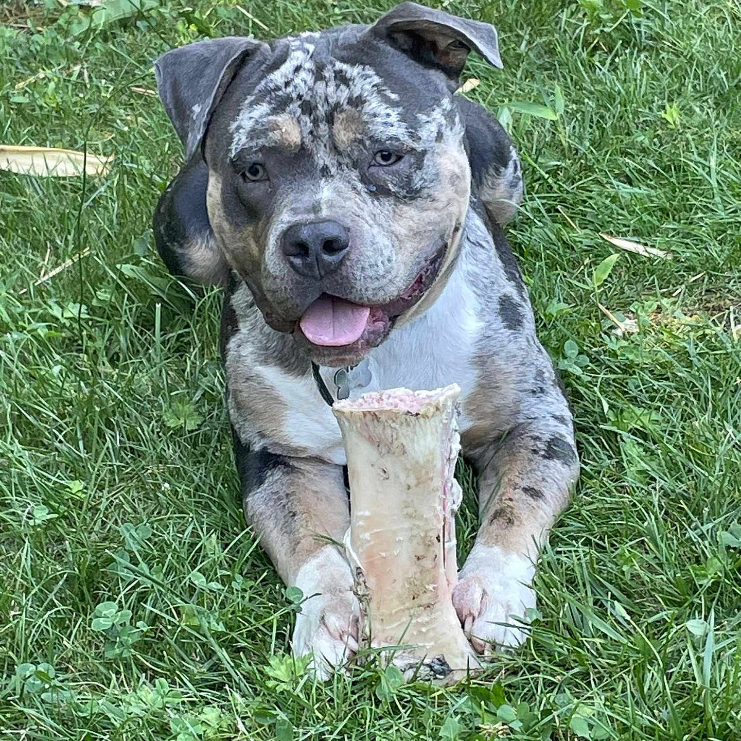 Ares a rejoint le concours — aidez-le/la à gagner de superbes lots ! animal, backyard, ball, boxer, bulldog, canine, dog, football, grass, herbal, herbs, nature, outdoors, pet, pitbull, plant, puppy, soccer, tree, yard