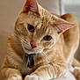 cat, orange_tabby, pet, animal, whiskers, paws, collar, indoor, close_up, feline, cute, relaxed, soft_fur, domestic_cat, portrait, curious, ears, face, sitting, natural_light