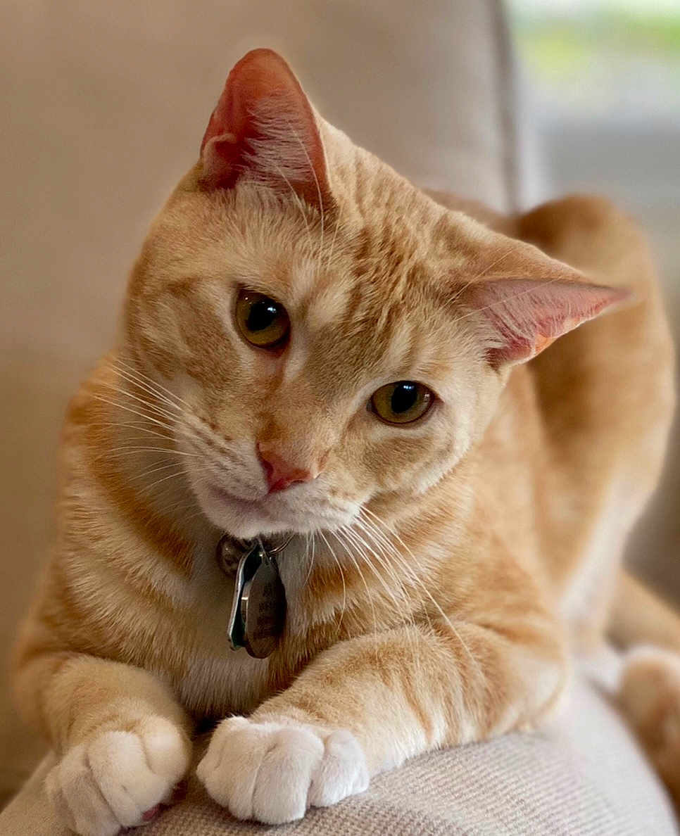 Jack is registered to the contest to win money with this photo: cat, orange_tabby, pet, animal, whiskers, paws, collar, indoor, close_up, feline, cute, relaxed, soft_fur, domestic_cat, portrait, curious, ears, face, sitting, natural_light