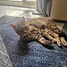 cat, tabby_cat, pet, animal, indoor, sunlight, rug, floor, relaxed, feline, curious, texture, home, cozy, resting, window, curtain, fur, paw, whiskers