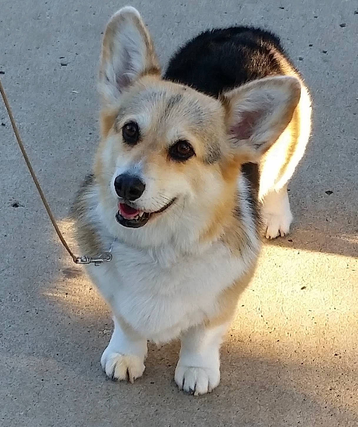 Missy joined the competition — help win amazing prizes! ancient_dog_breeds, canidae, cardigan_welsh_corgi, carnivore, companion_dog, dog, dog_breed, ear, eye, fawn, herding_dog, mammal, nose, organ, pembroke_welsh_corgi, puppy, rare_breed_dog, snout, vertebrate, welsh_corgi