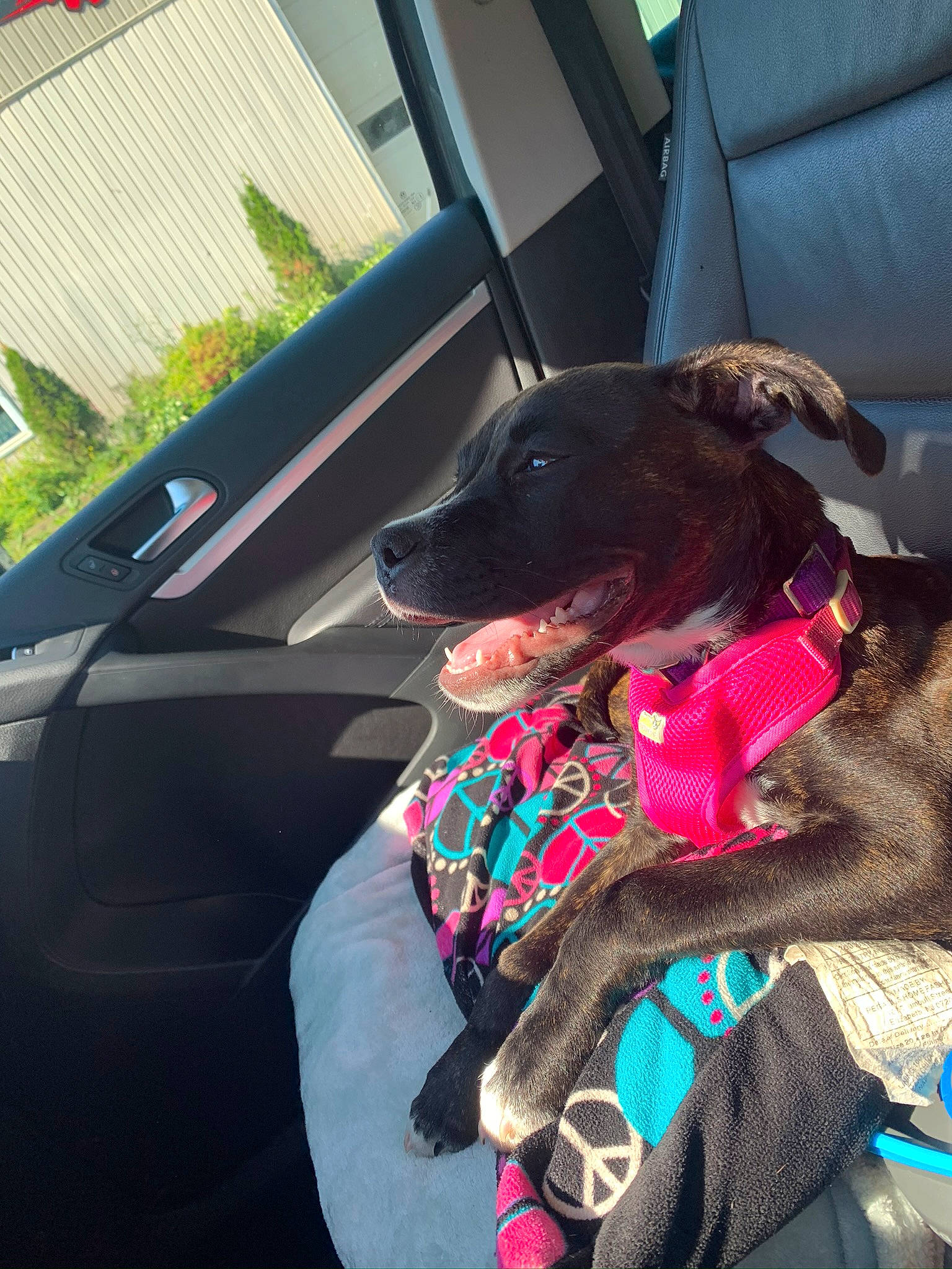 Feebee is registered to the contest to win money with this photo: canidae, carnivore, dog, dog_breed, lurcher, puppy, sporting_group, vehicle