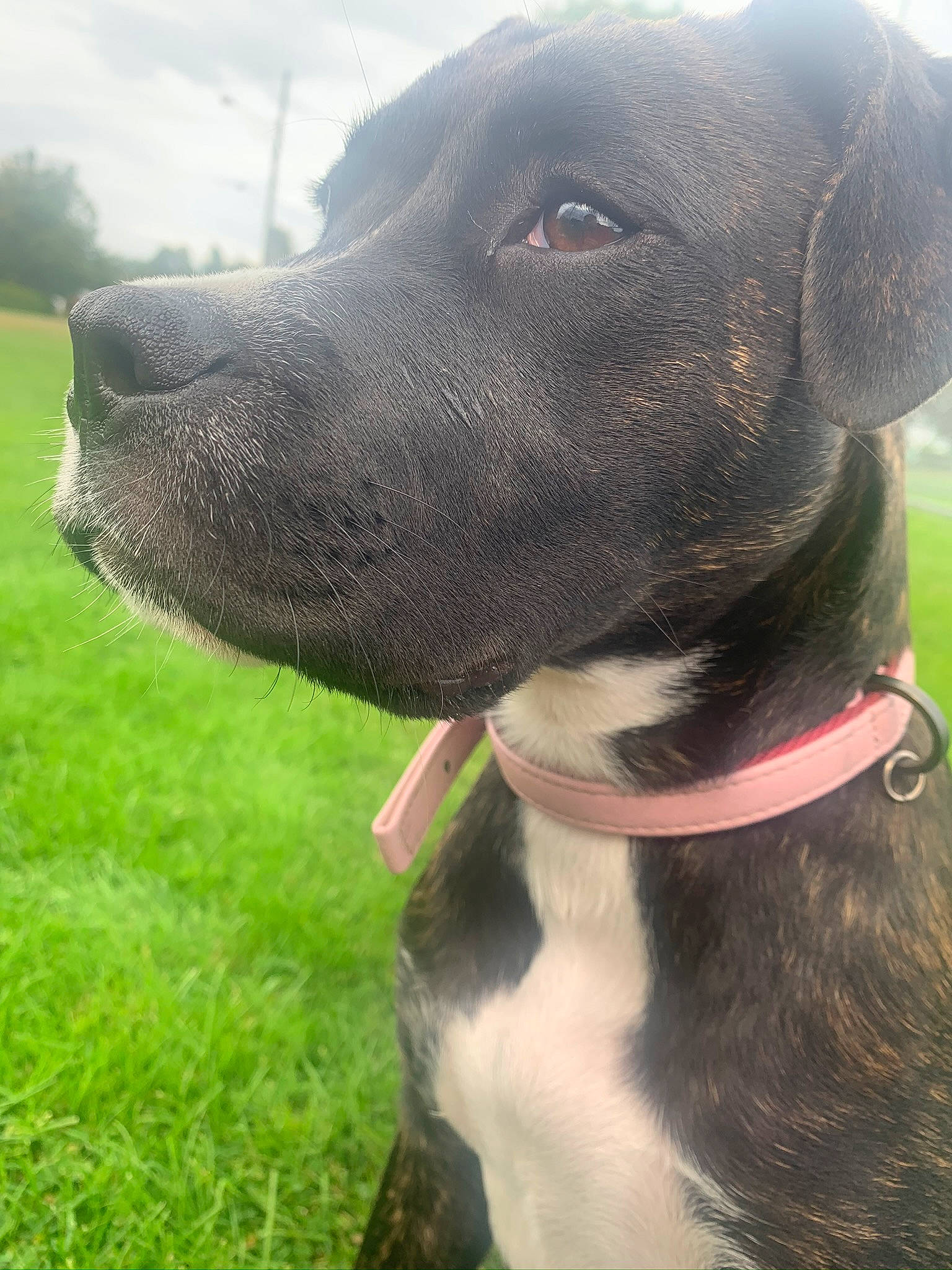 Feebee joined the competition — help win amazing prizes! american_pit_bull_terrier, american_staffordshire_terrier, bandog, bully_kutta, canidae, carnivore, dog, dog_breed, dog_collar, great_dane, mammal, non_sporting_group, pit_bull, pointer, snout, sporting_group, tail, vertebrate