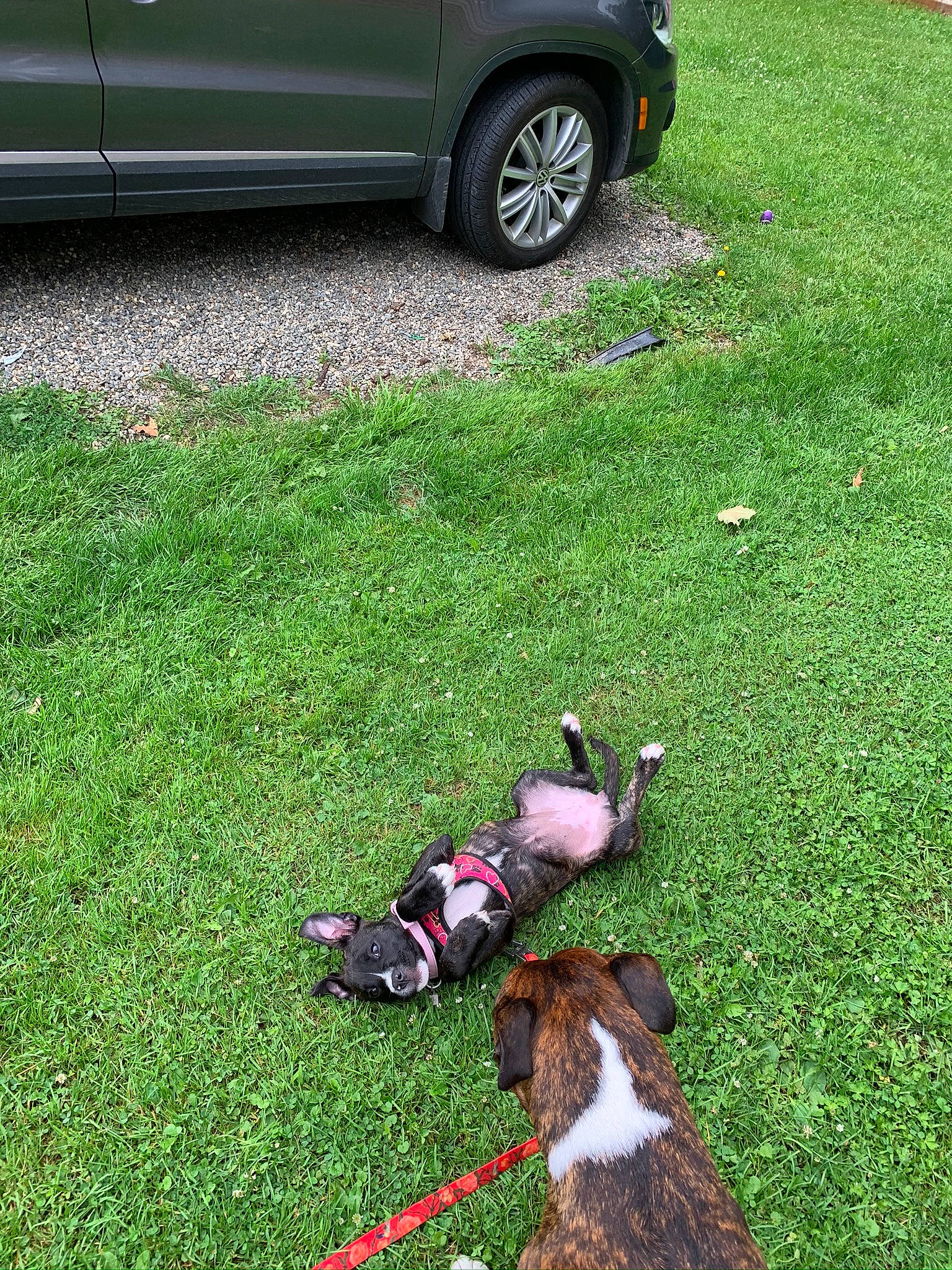 Feebee is registered to the contest to win money with this photo: boston_terrier, boxer, canidae, car, carnivore, dog, dog_breed, dog_walking, fawn, grass, hunting_dog, lawn, plant, rim, sporting_group, tire, vehicle