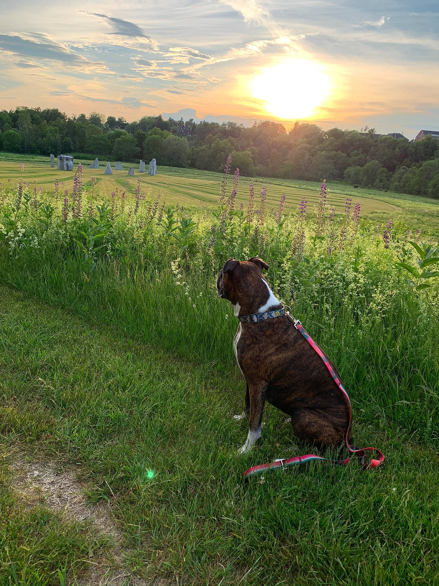 Willow is registered to the contest to win money with this photo: american_staffordshire_terrier, boxer, canidae, carnivore, cloud, dog, dog_breed, dog_walking, fawn, grass, grassland, hunting_dog, mammal, meadow, meteorological_phenomenon, pasture, plant, sky, sporting_group