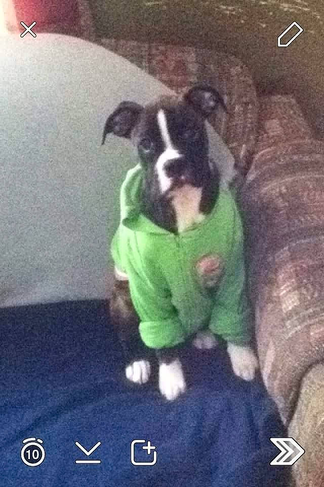 Willow is registered to the contest to win money with this photo: american_pit_bull_terrier, american_staffordshire_terrier, boston_terrier, boxer, canidae, carnivore, companion_dog, dog, dog_breed, fawn, french_bulldog, mammal, non_sporting_group, pit_bull, puppy, sporting_group, staffordshire_bull_terrier