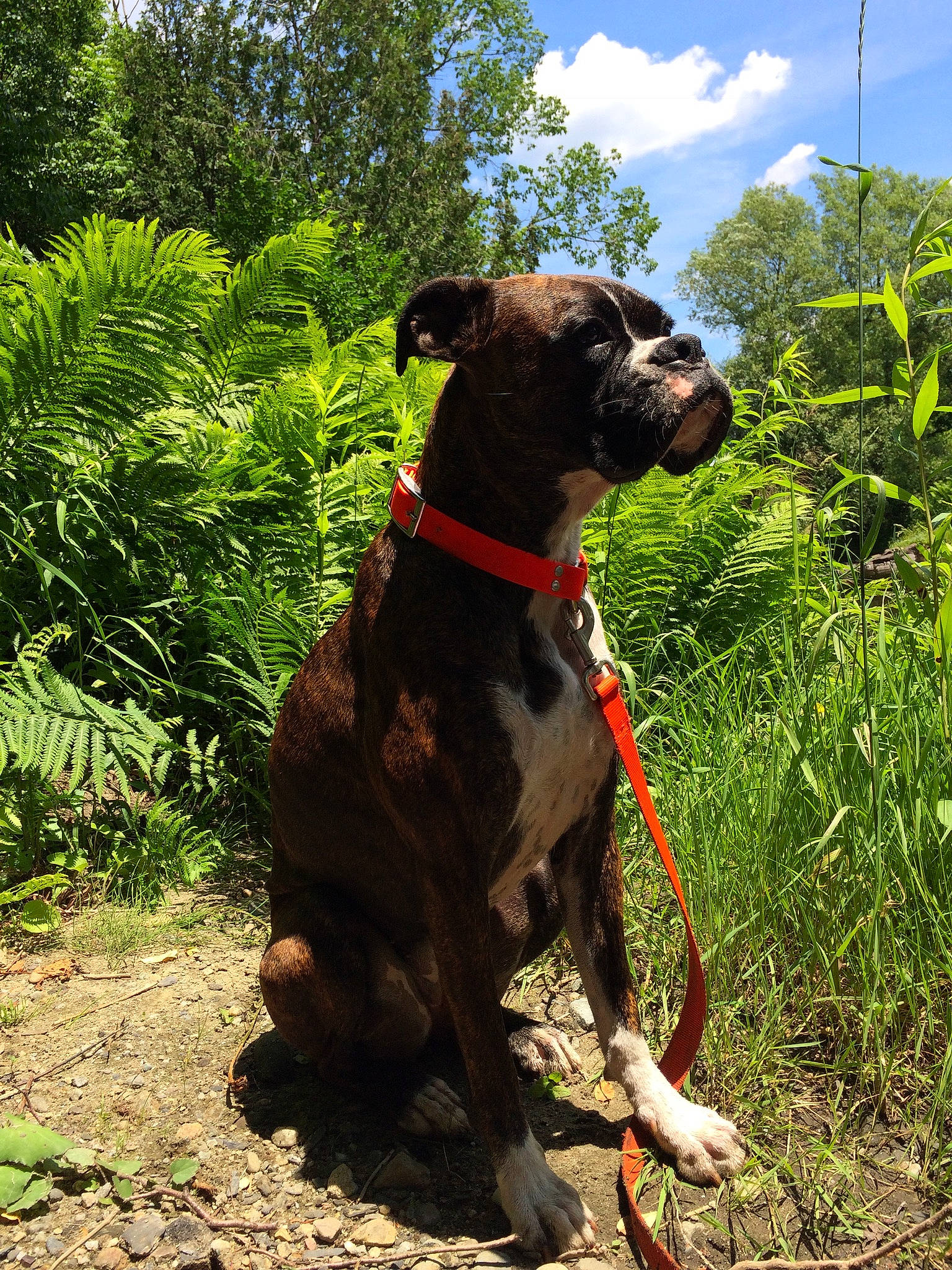 Willow joined the competition — help win amazing prizes! adventure, american_staffordshire_terrier, canidae, carnivore, collar, dog, dog_breed, dog_collar, fawn, hunting_dog, leash, mammal, non_sporting_group, plant, sporting_group, vertebrate