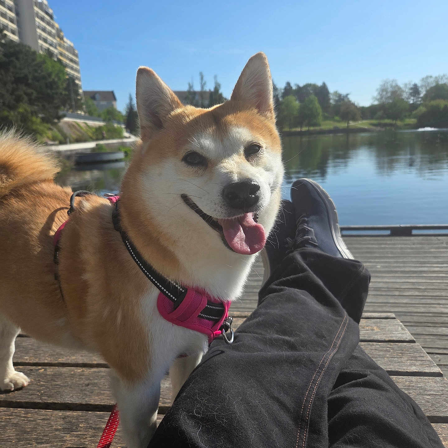Carly a rejoint le concours — aidez-le/la à gagner de superbes lots ! dog, shiba_inu, canine, pet, outdoor, lake, water, dock, sunny, blue_sky, trees, leisure, relaxation, person, legs, shoes, harness, smiling, tongue_out, nature
