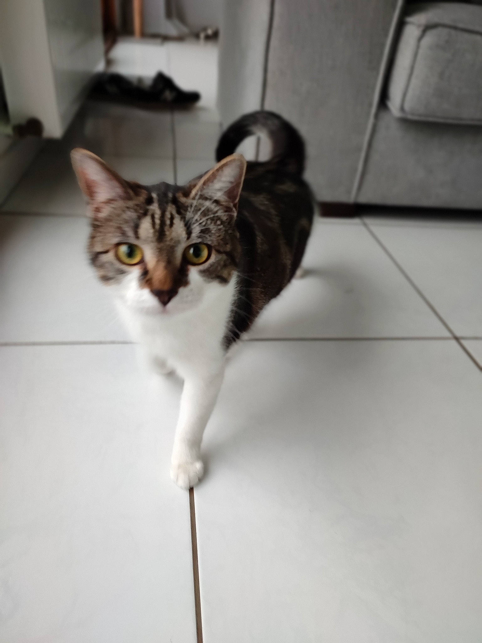 Bada participe au concours pour gagner de l'argent avec cette photo : carnivore, cat, domestic_short_haired_cat, door, felidae, flooring, fur, grey, hardwood, metal, monochrome_photography, room, small_to_medium_sized_cats, snout, tail, terrestrial_animal, whiskers, wood