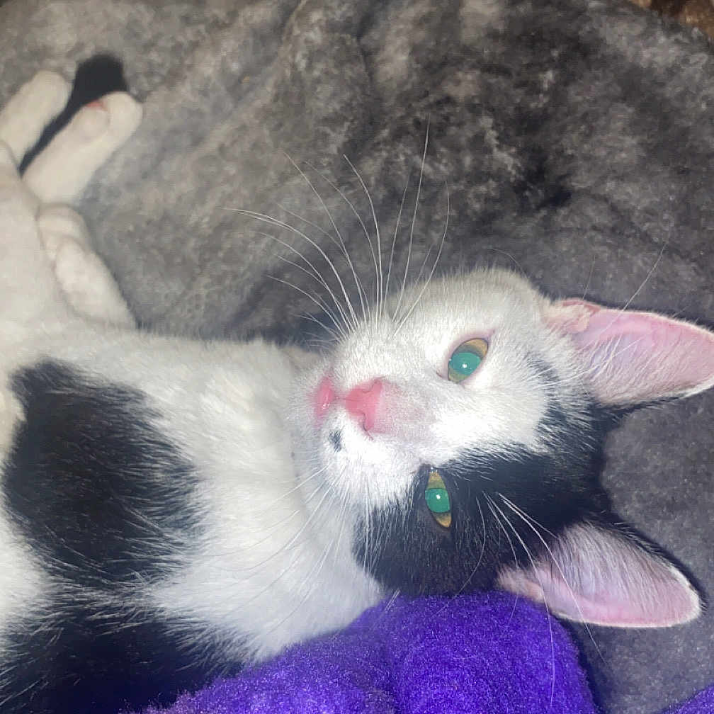 Star is registered to the contest to win money with this photo: abyssinian, animal, blanket, bodypart, cat, couch, cushion, furniture, homedecor, kitten, manx, mouth, person, pet, plush, purple, quilt, siamese, sleeping, toy