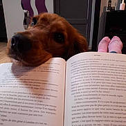Nala participe au concours pour gagner de l'argent avec cette photo : book, brown_dog, close_up, companion, cozy, curious, dog, domestic, door, feet, furniture, home, indoor, leisure, mirror, pet, pink_socks, reading, relaxation, wooden_floor