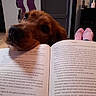 book, brown_dog, close_up, companion, cozy, curious, dog, domestic, door, feet, furniture, home, indoor, leisure, mirror, pet, pink_socks, reading, relaxation, wooden_floor