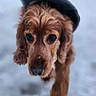Nala a rejoint le concours — aidez-le/la à gagner de superbes lots ! animal, blurred_background, brown_dog, canine, close_up, coat, cold, cute, dog, friendly, fur, mammal, outdoor, pet, portrait, snow, snowy_ground, walking, winter, winter_clothing