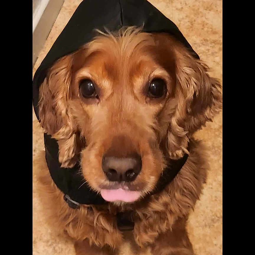 Nala
