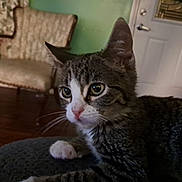 Bug joined the competition — help win amazing prizes! cat, tabby_cat, indoor, furniture, chair, door, wooden_floor, pet, whiskers, closeup, curious, resting, domestic_cat, mammal, animal, feline, ears, eyes, nose, paw