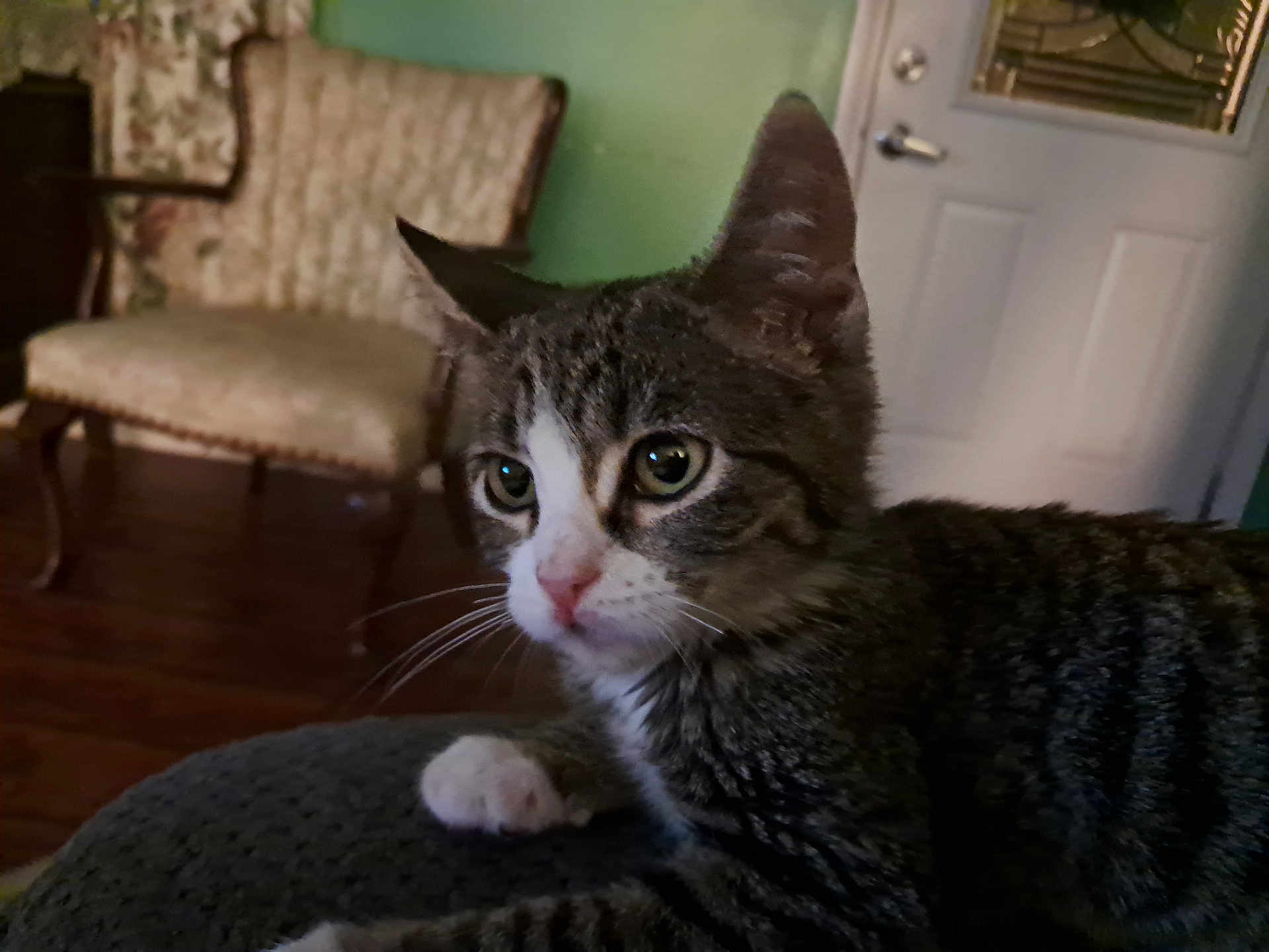 Bug joined the competition — help win amazing prizes! cat, tabby_cat, indoor, furniture, chair, door, wooden_floor, pet, whiskers, closeup, curious, resting, domestic_cat, mammal, animal, feline, ears, eyes, nose, paw