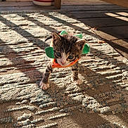 Bug is registered to the contest to win money with this photo: animal, cat, colorful, costume, curious, cute, floor, furniture, indoor, kitten, pet, rug, shadow, small, striped, sunlight, texture, window, wooden, young