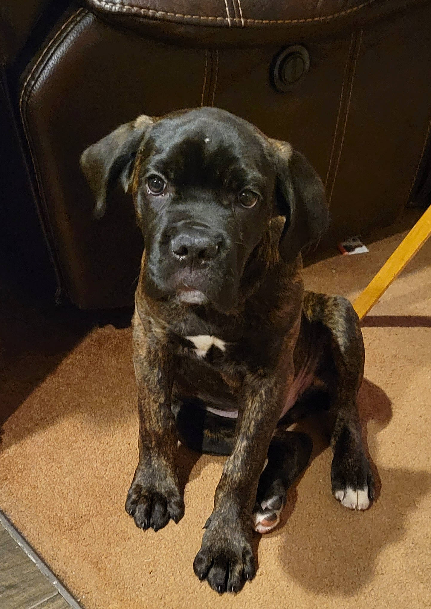 Kane joined the competition — help win amazing prizes! art, borador, canidae, carnivore, companion_dog, dog, dog_breed, fawn, fur, guard_dog, gun_dog, liver, metal, puppy, retriever, sculpture, sporting_group, terrestrial_animal, whiskers, working_animal