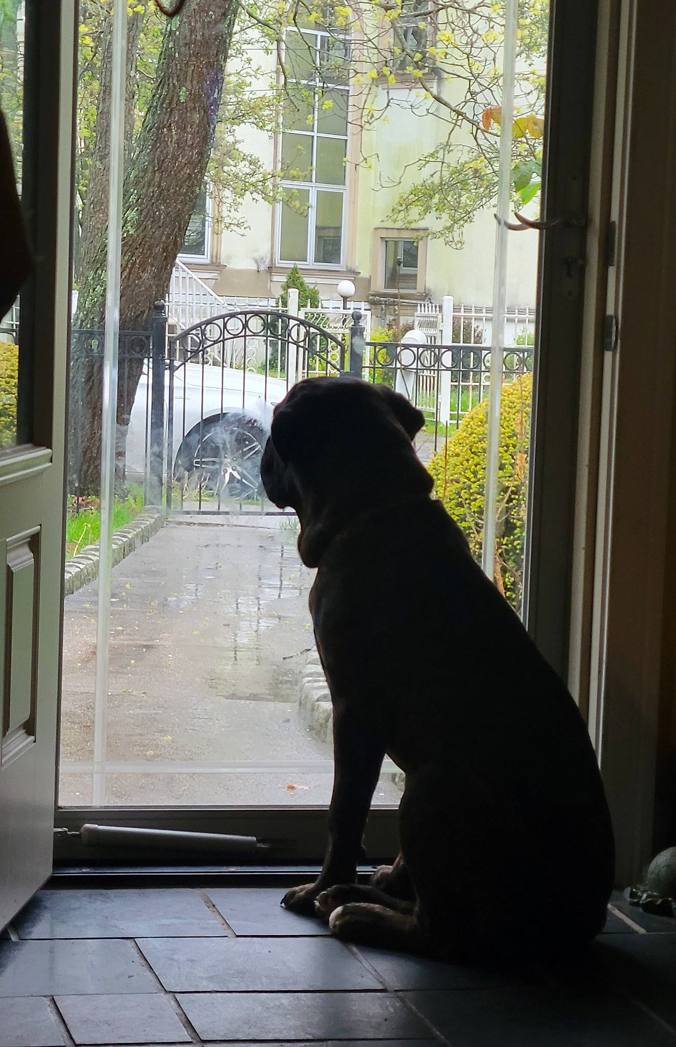 Kane is registered to the contest to win money with this photo: building, canidae, carnivore, companion_dog, dog, dog_breed, door, flooring, gun_dog, home_door, pet_supply, plant, shade, snout, sporting_group, tail, tints_and_shades, tree, window, working_animal