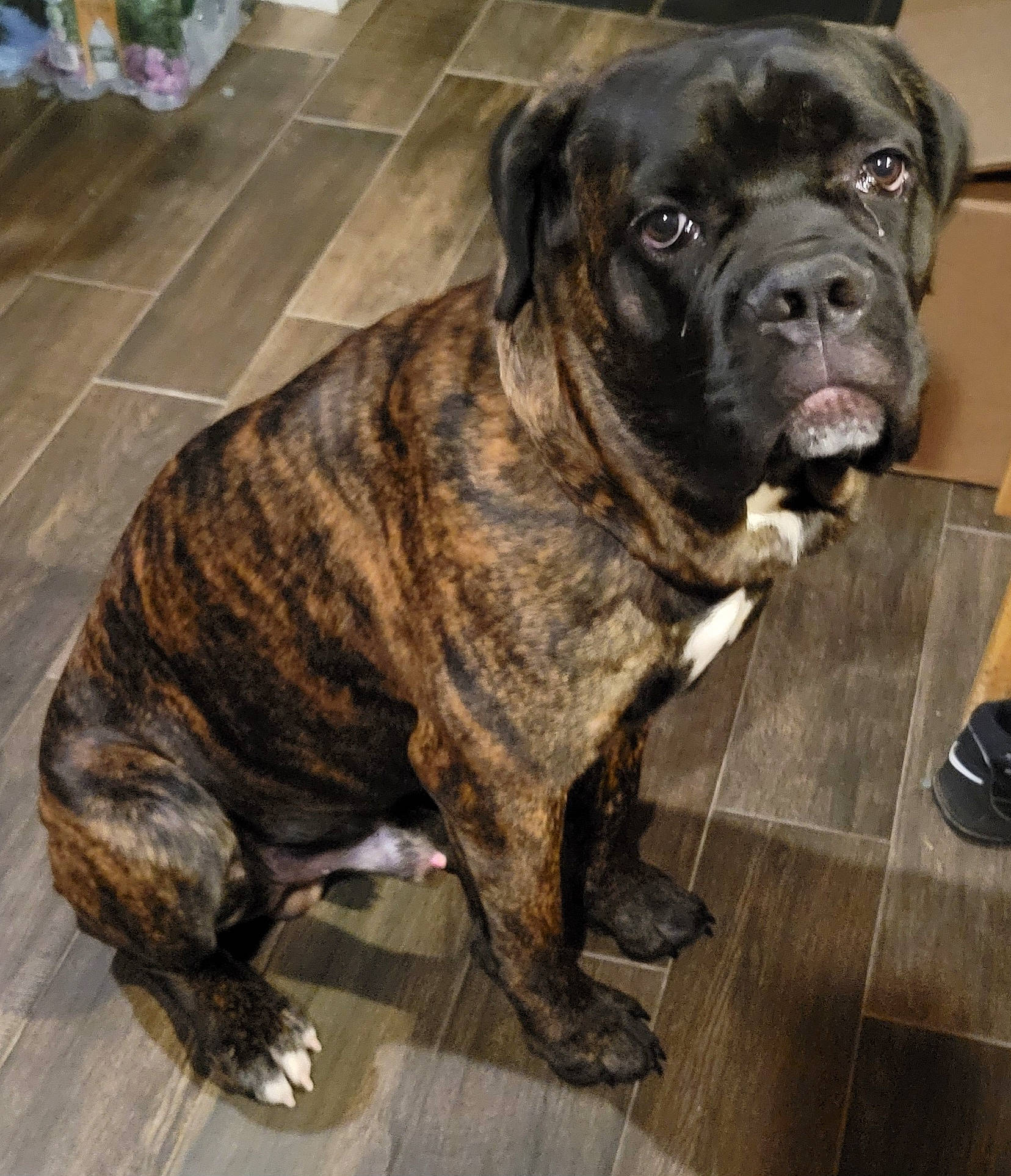 Kane joined the competition — help win amazing prizes! ancient_dog_breeds, canidae, carnivore, collar, companion_dog, dog, dog_breed, dog_collar, fawn, flooring, fur, guard_dog, molosser, non_sporting_group, sporting_group, tail, terrestrial_animal, whiskers, working_animal, working_dog