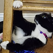 Kitay is registered to the contest to win money with this photo: baseboard, bell, black_and_white_fur, blue_tinsel, carpet, cat, climbing, close_up, indoor, ladder_rung, paw, pet, playful, purple_collar, tinsel, toy_string, tuxedo_cat, wall, whiskers, wooden_ladder