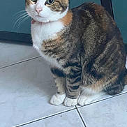 Franck Lucas participe au concours pour gagner de l'argent avec cette photo : abyssinian, accessories, angora, animal, cat, egyptiancat, hardwood, kitten, manx, pet, slate, strap, wood