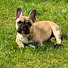 animal, canine, cute, daytime, dog, ears, french_bulldog, grass, greenery, lying_down, mammal, nature, outdoor, pet, playing, portrait, resting, single_animal, summer, sunlight