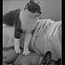 animal, black_and_white, blanket, canine, cat, companion, cozy, curious, dog, domestic, feline, fur, indoor, nap, pet, relaxed, resting, sleeping, soft_light, window
