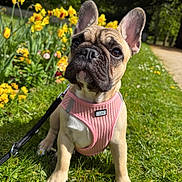 Laïka a rejoint le concours — aidez-le/la à gagner de superbes lots ! animal, cute, dog, ears, flowers, french_bulldog, garden, grass, greenery, leash, nature, orange_tulips, outdoor, pathway, pet, pink_harness, puppy, spring, sunny, yellow_tulips