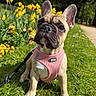 animal, cute, dog, ears, flowers, french_bulldog, garden, grass, greenery, leash, nature, orange_tulips, outdoor, pathway, pet, pink_harness, puppy, spring, sunny, yellow_tulips