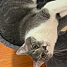 animal, cat, cat_bed, cozy, curious, cute, domestic_cat, ears, eyes, floor, fur, gray_cat, indoor, looking, mammal, pet, upside_down, whiskers, white_cat, wooden_floor