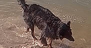 Savanah is registered to the contest to win money with this photo: animal, ball, beach, canine, curly_fur, daytime, dog, fun, nature, outdoor, pet, playful, ripples, sand, shore, splash, summer, toy, water, wet