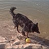 animal, ball, beach, canine, curly_fur, daytime, dog, fun, nature, outdoor, pet, playful, ripples, sand, shore, splash, summer, toy, water, wet