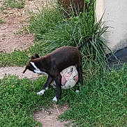 Ash participe au concours pour gagner de l'argent avec cette photo : animal, black_dog, building, daylight, dog, fun, grass, grass_patch, greenery, ground, nature, outdoor, pet, playing, puppy, soccer_ball, tail, white_paws, yard, young_dog