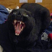 Mimi participe au concours pour gagner de l'argent avec cette photo : animal, bedroom, black_cat, blurred, clothes, cute, domestic_cat, feline, fur, indoor, mouth_open, note, pet, pile, resting, sleepy, teeth, tongue, wooden_headboard, yawning