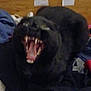 animal, bedroom, black_cat, blurred, clothes, cute, domestic_cat, feline, fur, indoor, mouth_open, note, pet, pile, resting, sleepy, teeth, tongue, wooden_headboard, yawning